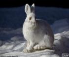 Beyaz tavşan